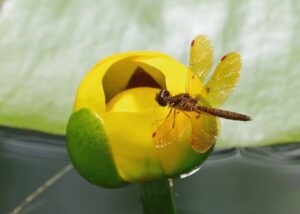 Dragonfly over a flower.