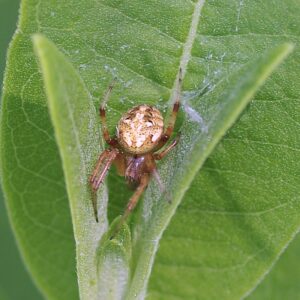 Female spider on leaf.