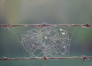 Abandon spiderweb between wires..