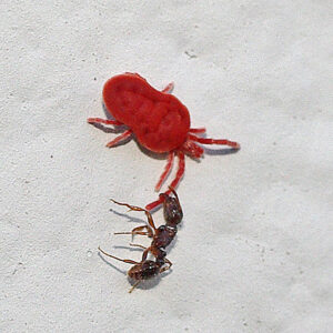 red velvet mite with ant