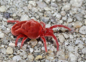 red velvet mite on ground