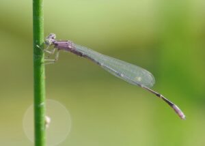 Female dragonfly on a stem.