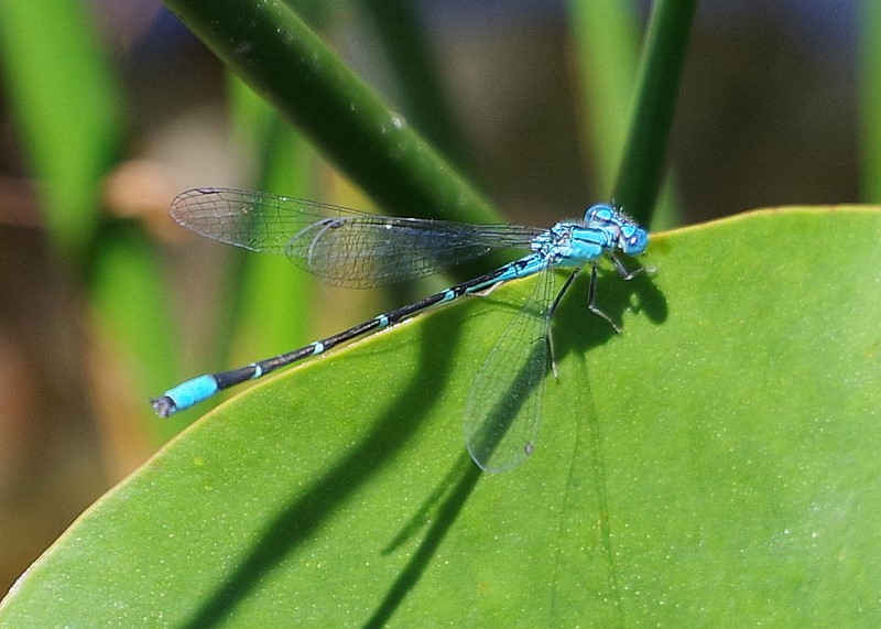 A Species on the March – Part 2, the Slender Bluet Damselfly