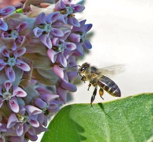 Honeybee pollinating flowers.