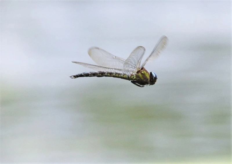 Cyrano Darner Dragonfly