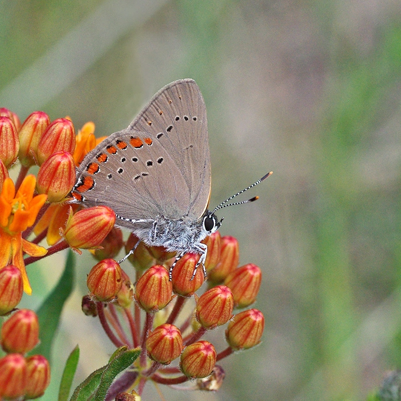 coral hairstreak butterfly.