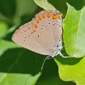 coral hairstreak butterfly on a leaf.