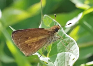 broad-winged skipper on a leaf