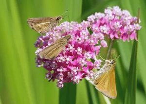 three broad-winged skipper butterflies on petals