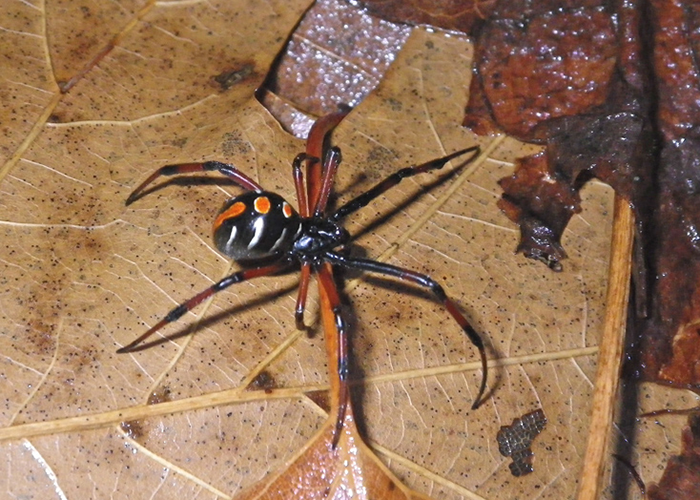 Two Northern Black Widow spiders found in Brown County