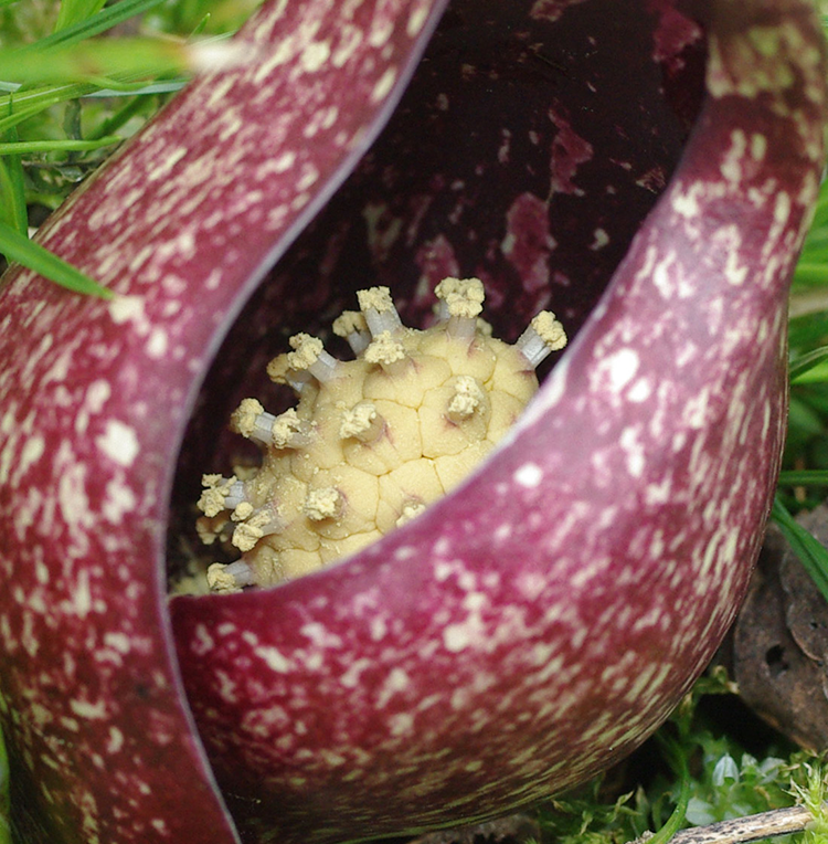 And Now for Something a Little Different – Eastern Skunk Cabbage