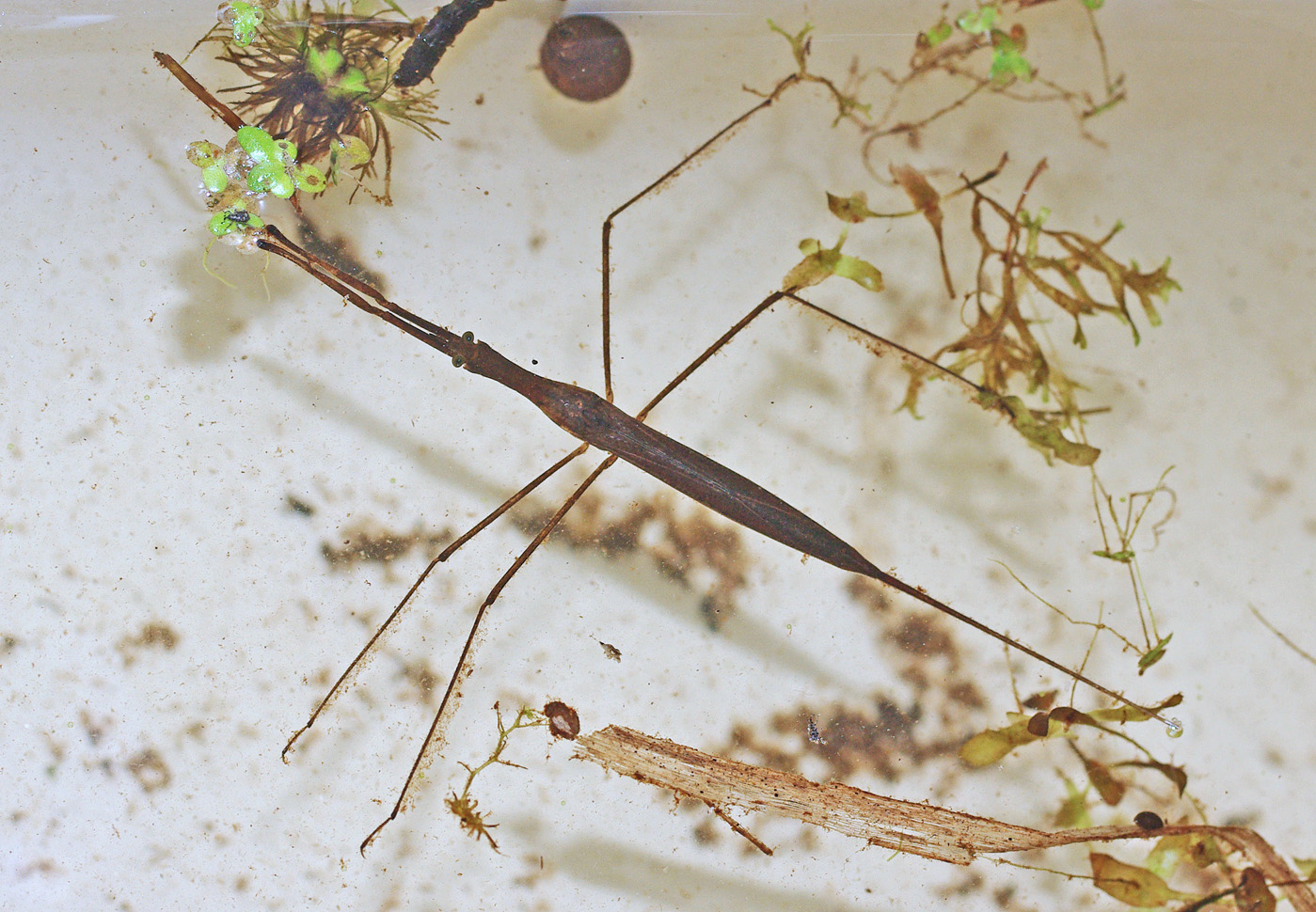Wetland Homage IV – Water Scorpions