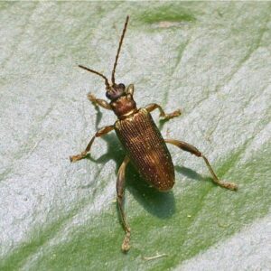 donacia beetle