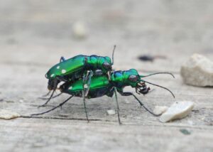 six spotted tiger beetles