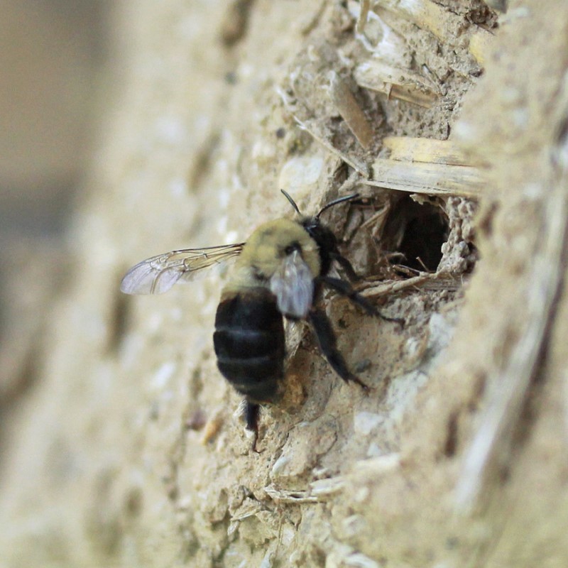Chimney Bee