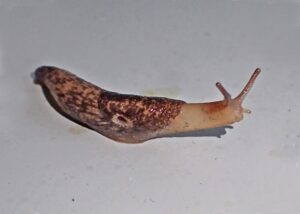 slug on white background