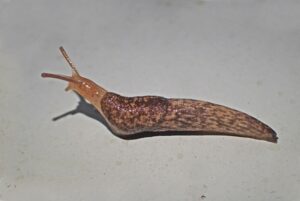 slug on white background