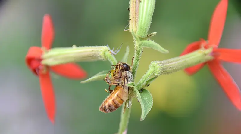 trapped honeybee