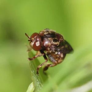 ant fly on a leaf
