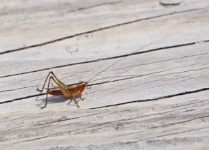 Grasshopper on the ground