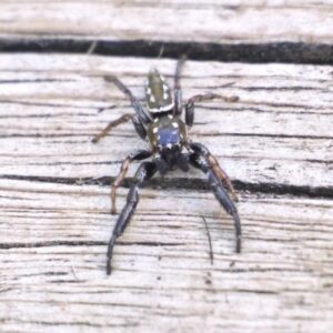Spider on wooden floor