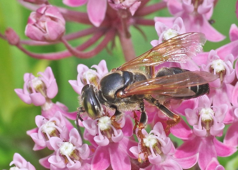 Robust Katydid-hunting Wasp