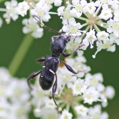 Euderces picipes Beetle