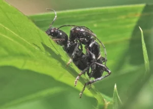 Two horned beetle on a leaf