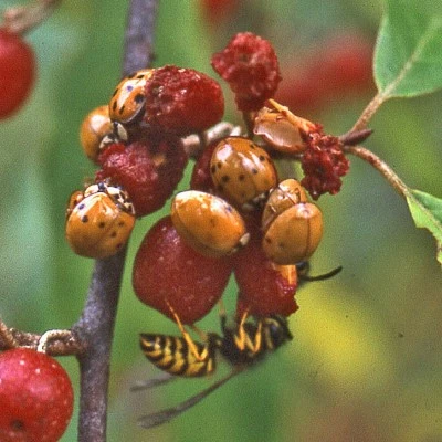 Bugs on a fruit