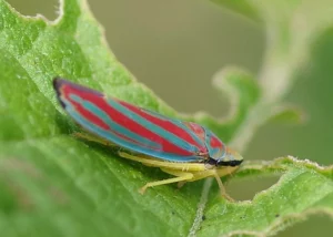 Leafhopper on a leaf