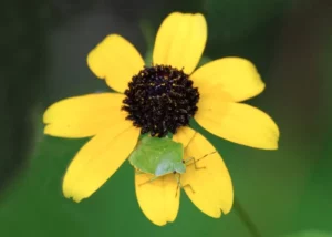 stink bug on flower