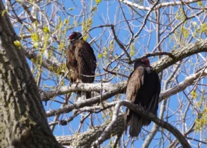 Two turkey vulture on the tree