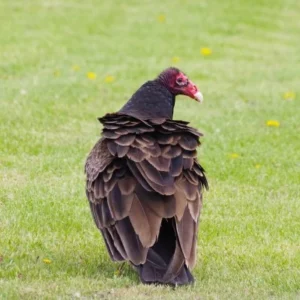 Turkey vulture on grass