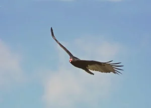 Turkey vulture flying