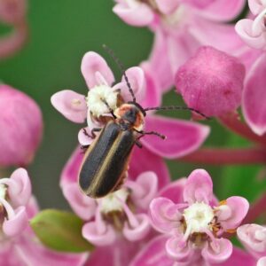 Beetle on a flower.