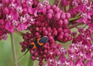 Bug on flower.
