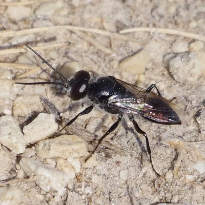 Monochromatic Stink Bug-Hunting Wasp