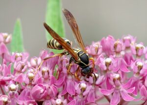 Wasp on flower.