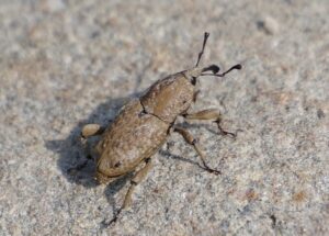 beetle billbug on a rock