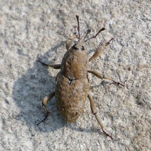 beetle billbug on a rock