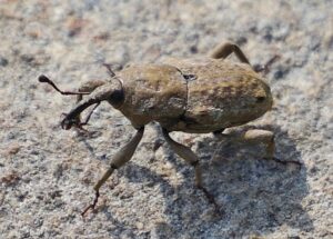 bug on a rock