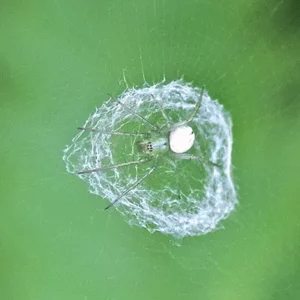 Lined Orbweaver Spider – Field Station