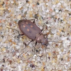 Beetle on the sand