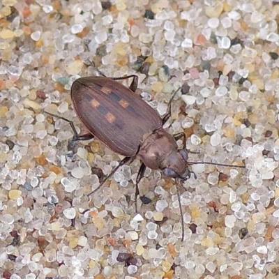 Sand-loving Bembidion beetle