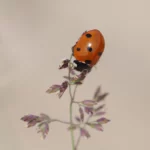 beetle on a plant