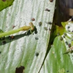 bugs on a leaf