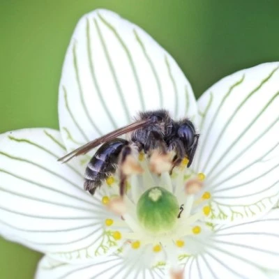 Parnassia Miner Bee – a Bee and its Flower