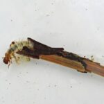 bug in a twig