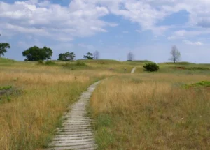 scenic view of a trail and grass field