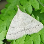 moth on leaves